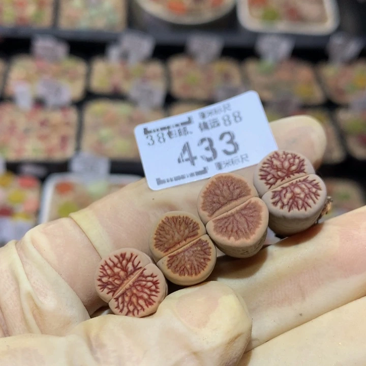小*乖Sss生石花多肉433