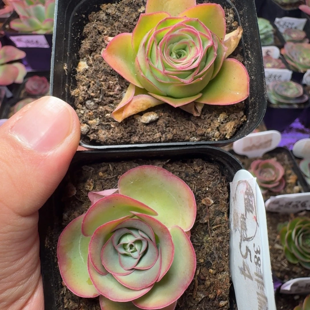 星***星楹楹-380-54冠幅  2CM