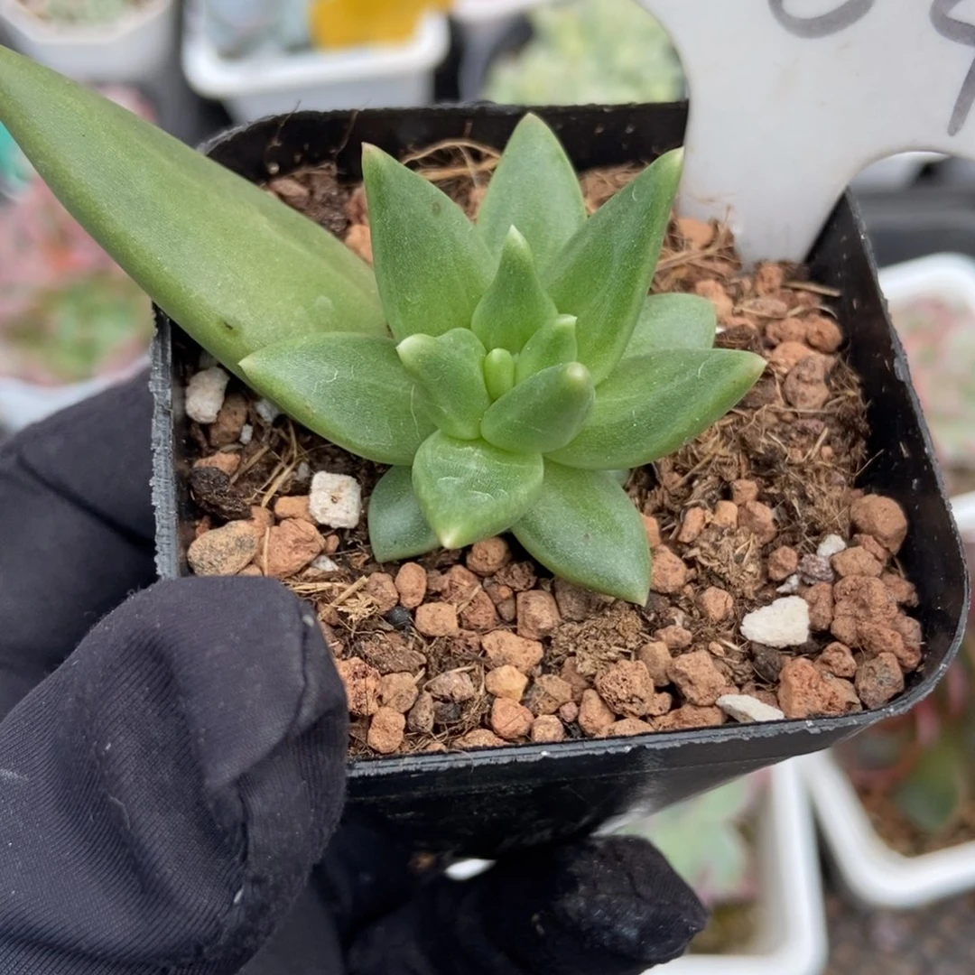884布丁多肉植物多肉