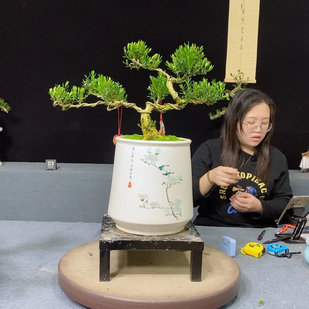黄杨盆景黄杨盆景2