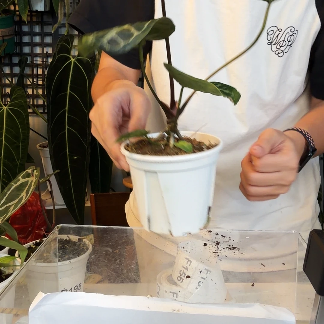 完全开放F153 红水晶杂撕裂纹