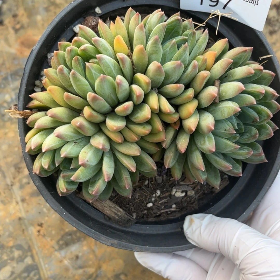 197星际多肉植物我……