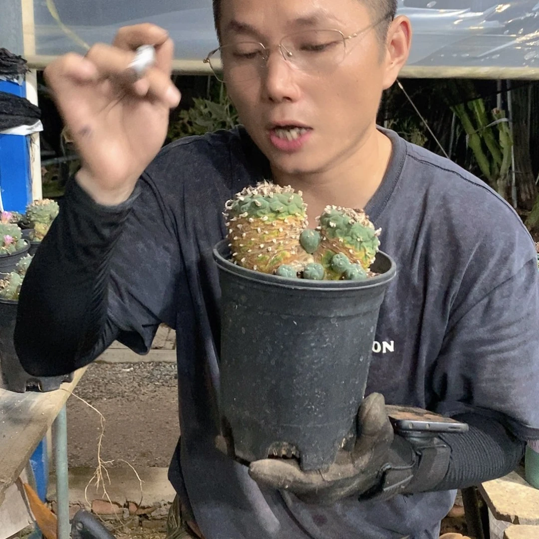11号草球。