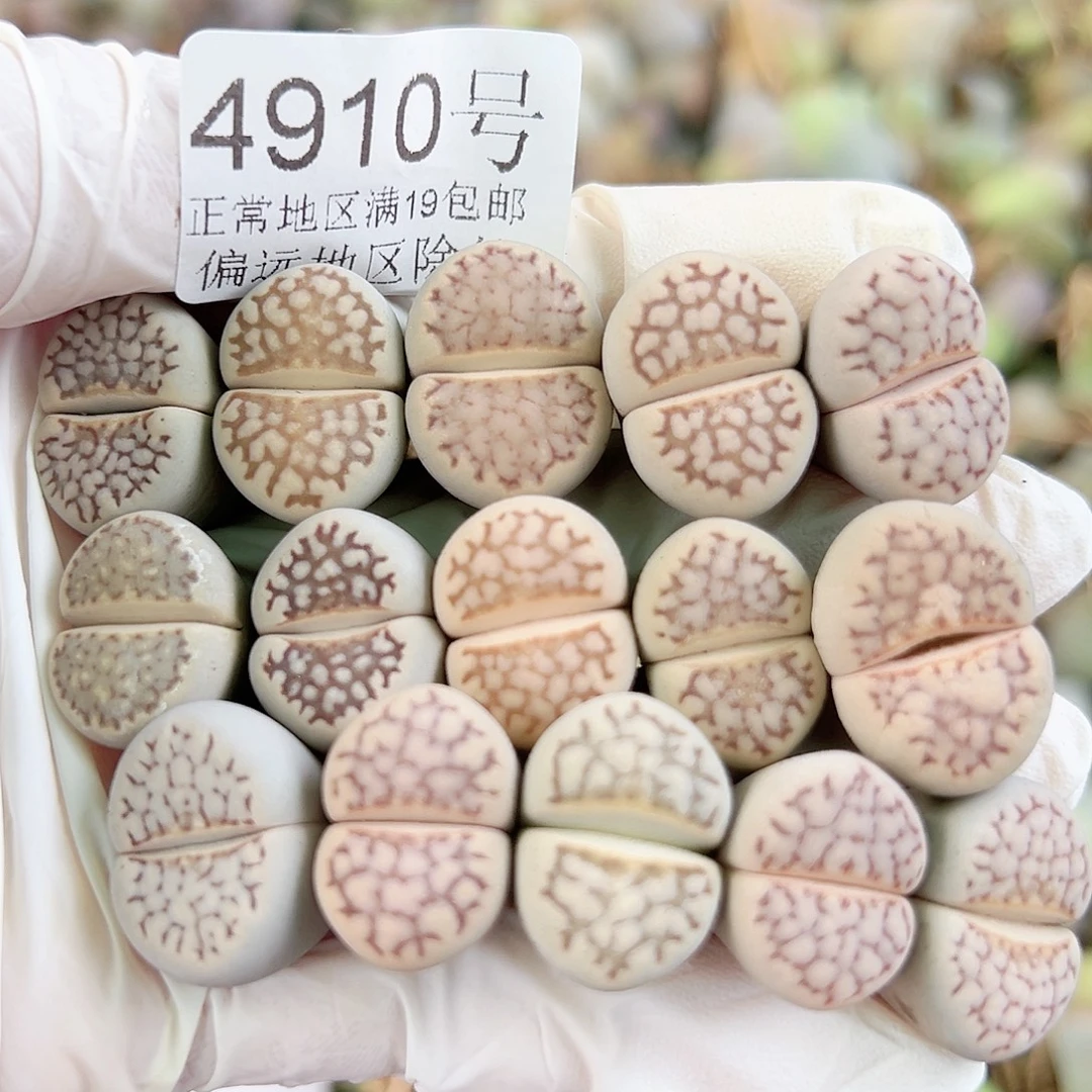 4910 好养易活生石花大母本15个1.5cm左右