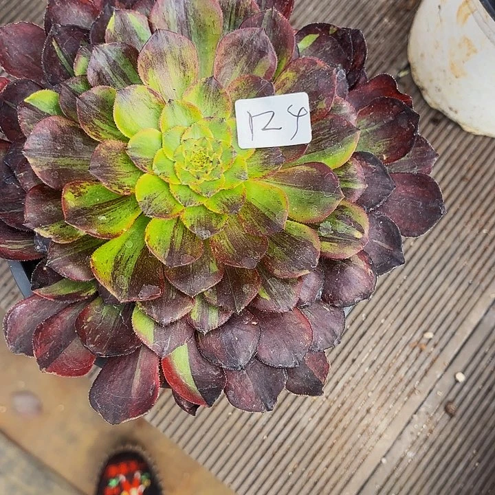 立*124多肉植物植物植物