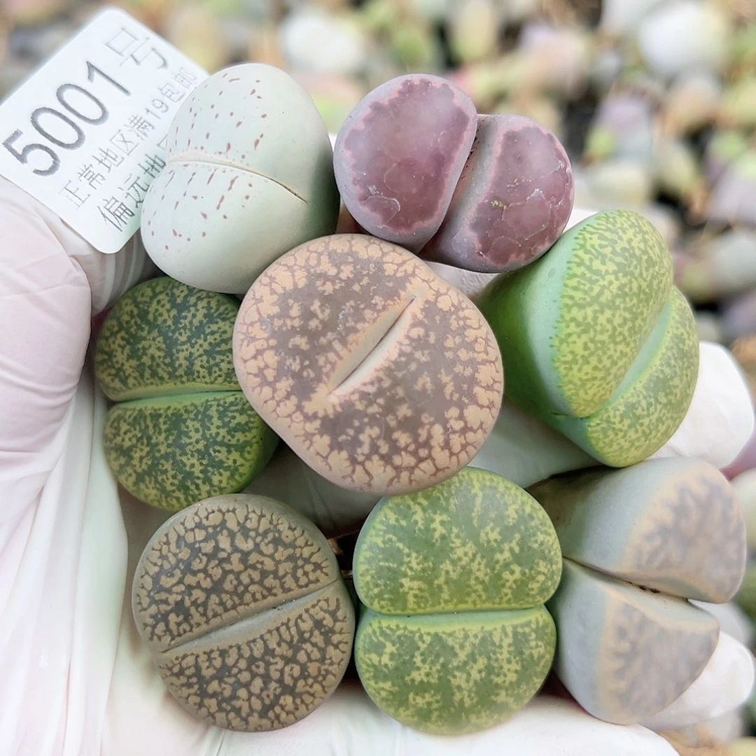 5001 好养易活生石花大母本10个2.5-3cm有颗紫色腿长特价