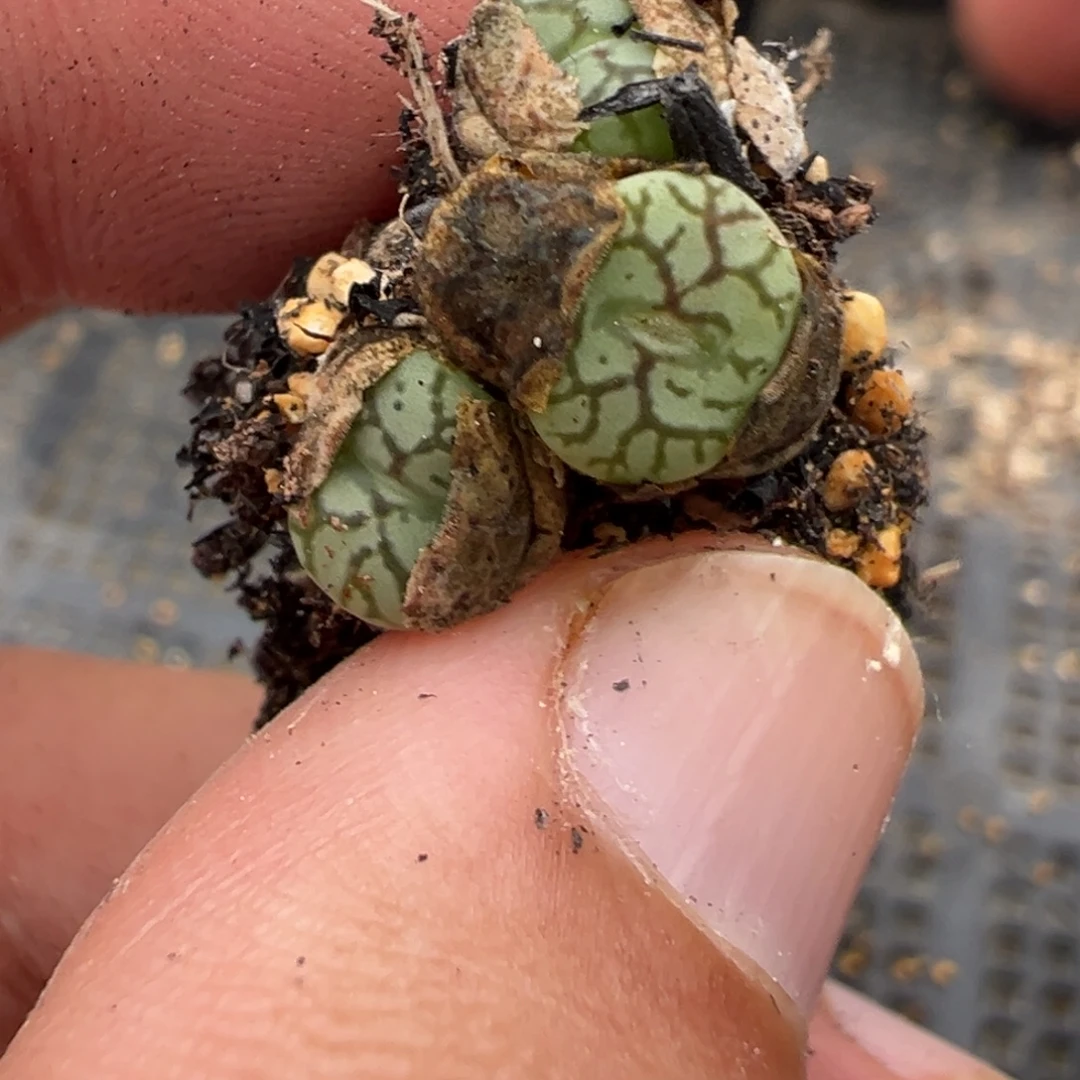 2-174肉锥多肉植物，