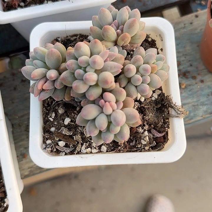 青蛙王子儿童牙膏111