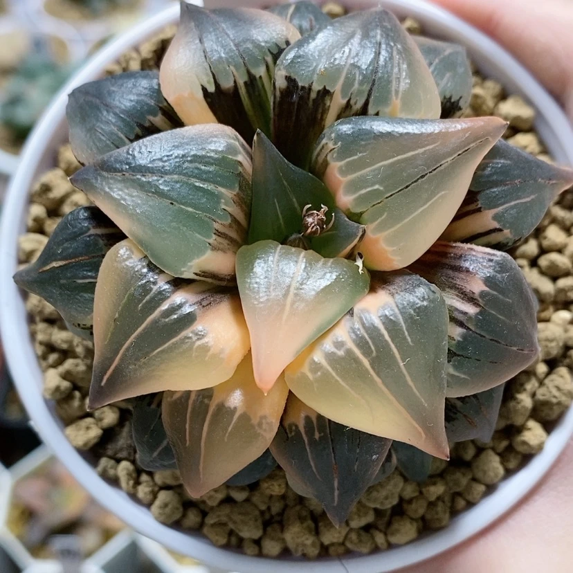 【闪购商品】38红纹寿锦母本