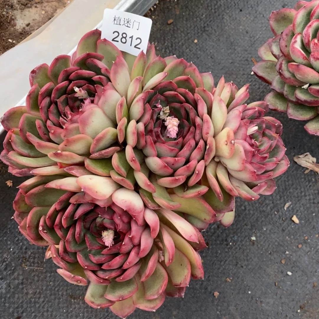 ?**虫杂交精品多肉2812缺水价