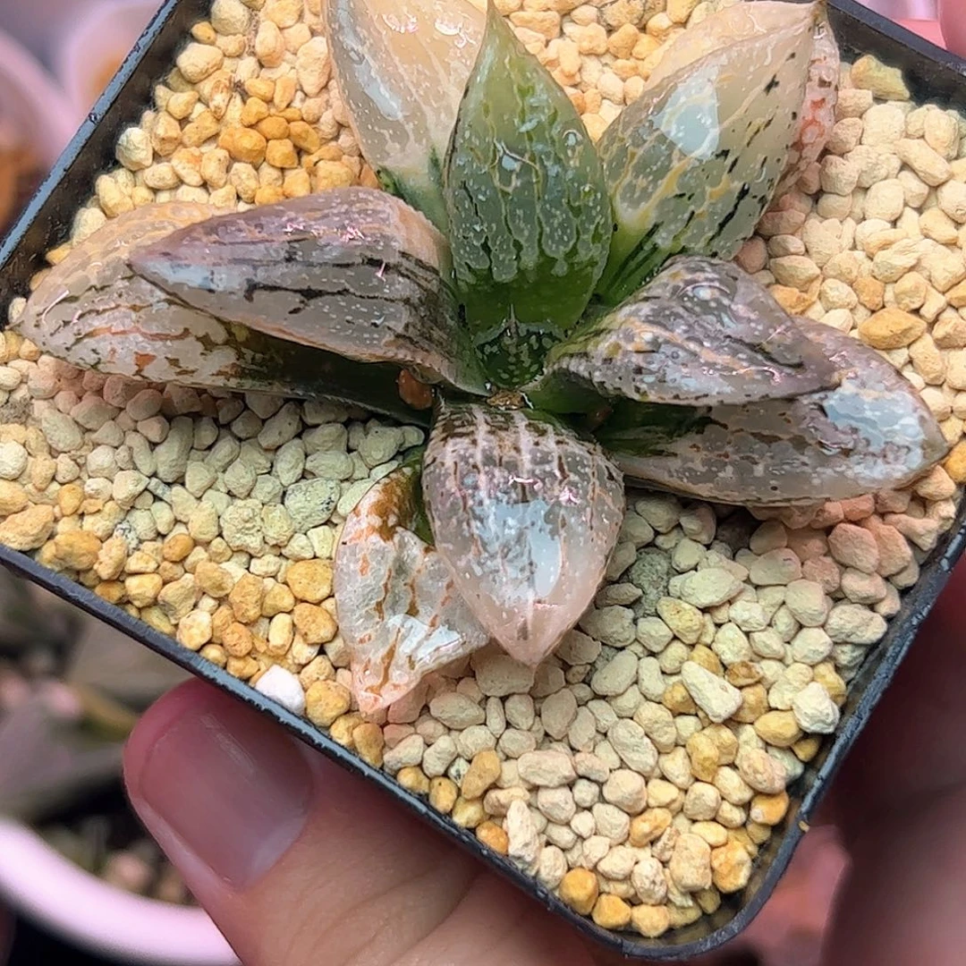 马丽丽cp锦十二卷多肉植物