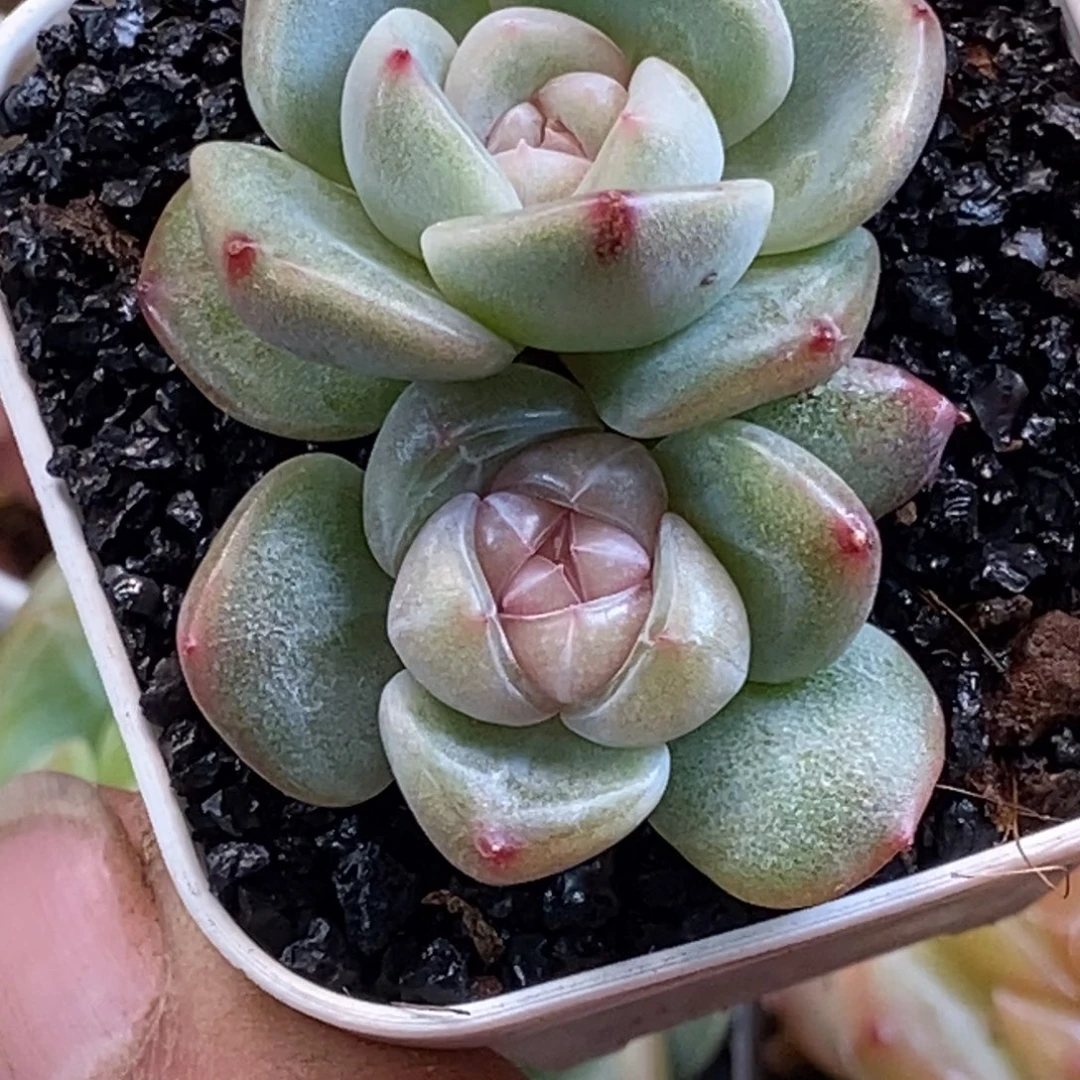 天官赐福百无禁忌