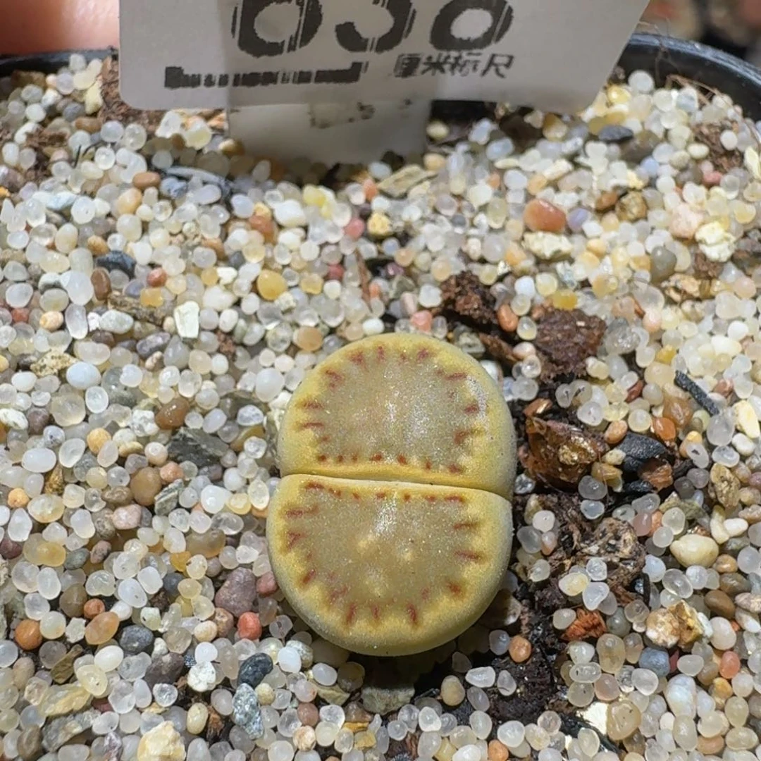 Ssss精品生石花638