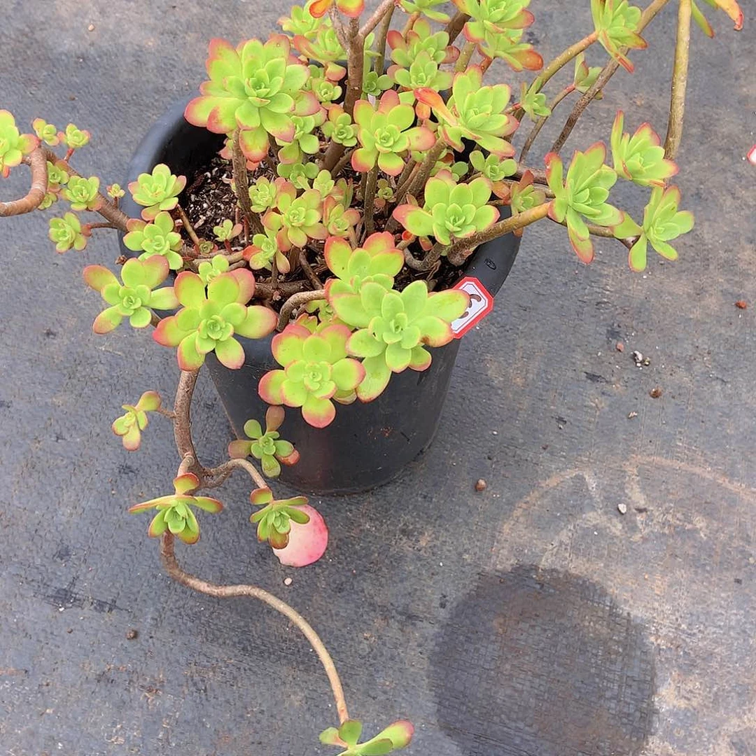 一物一拍多肉470清扬