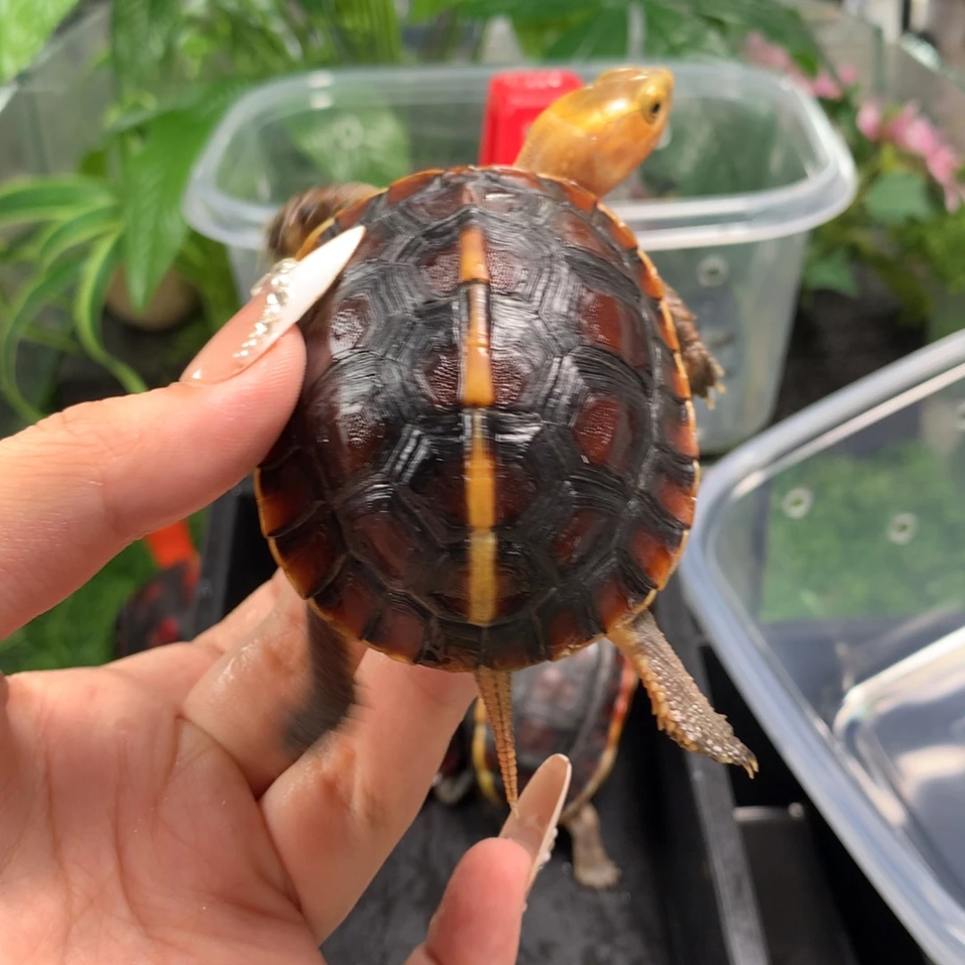 母宠物龟皖南安缘