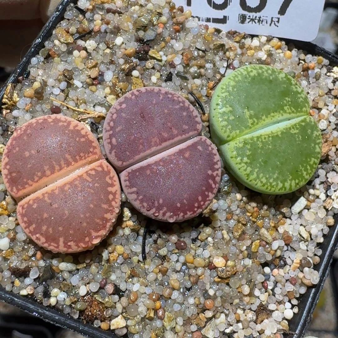 Zzzz精品生石花1367