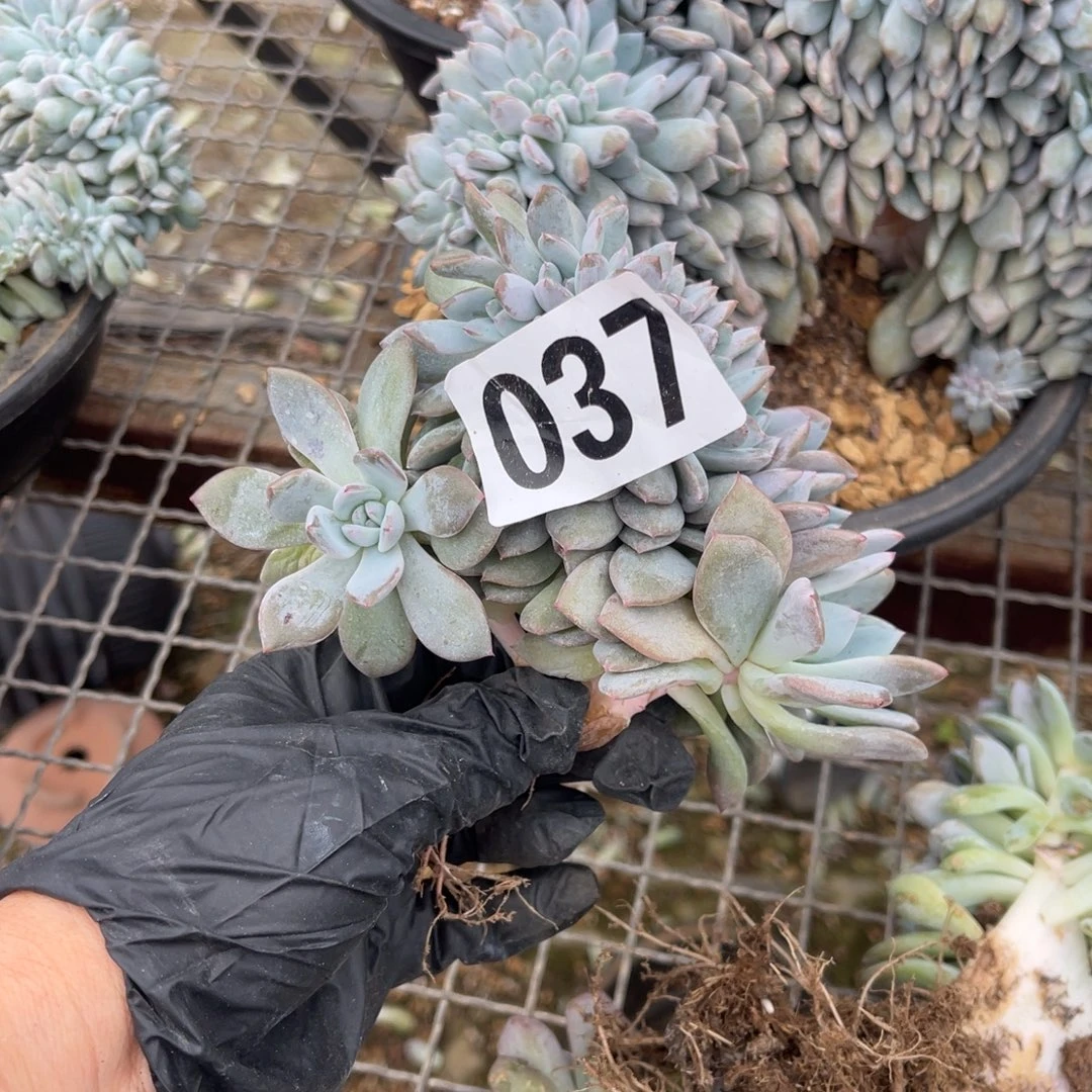 037号14888000888