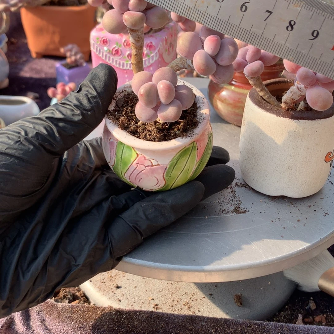 25感带盆偏远地区不包邮的