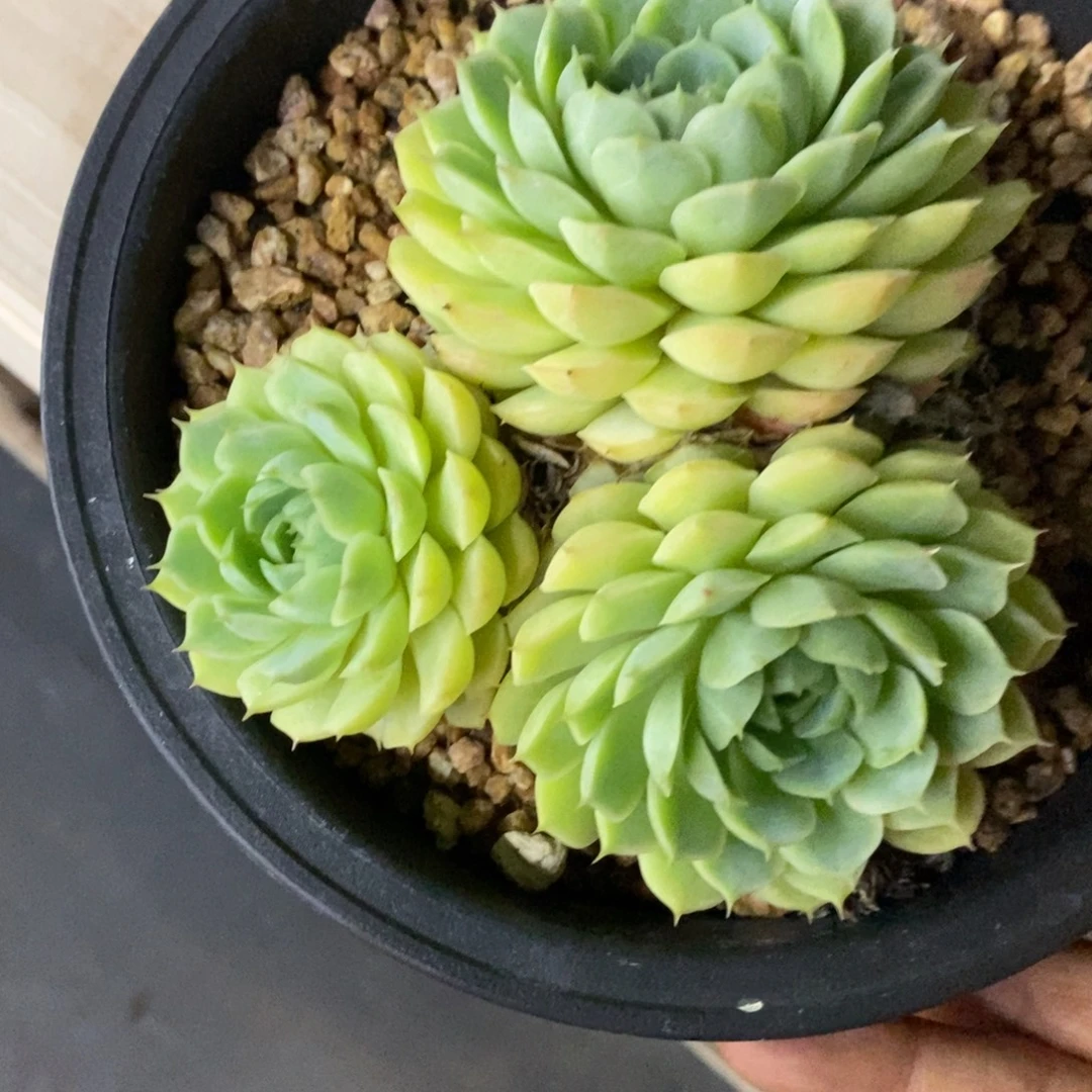 精品多肉一物一拍不包整410