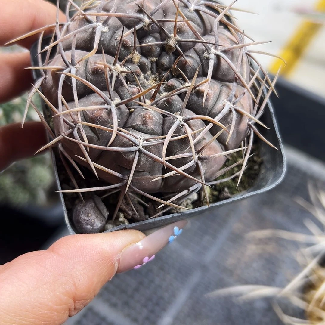 永***言仙人球1111111111