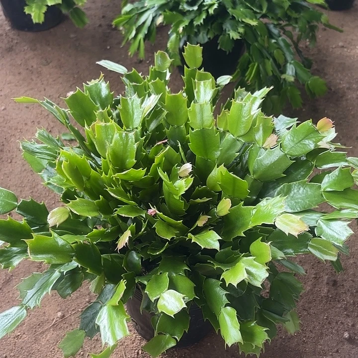@***Y当前无花栽培后可以开花