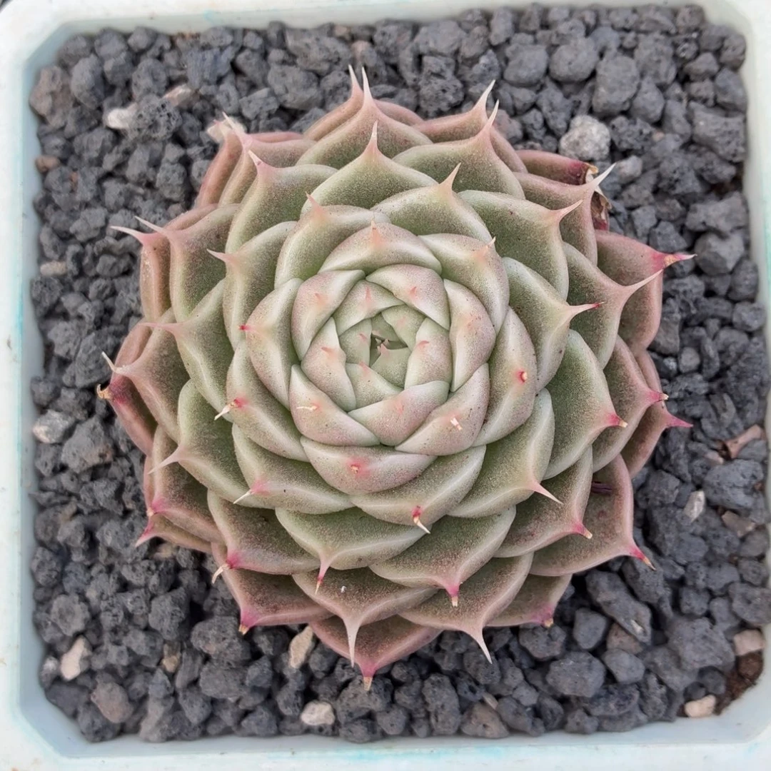 多肉植物 海胆珍妮-4