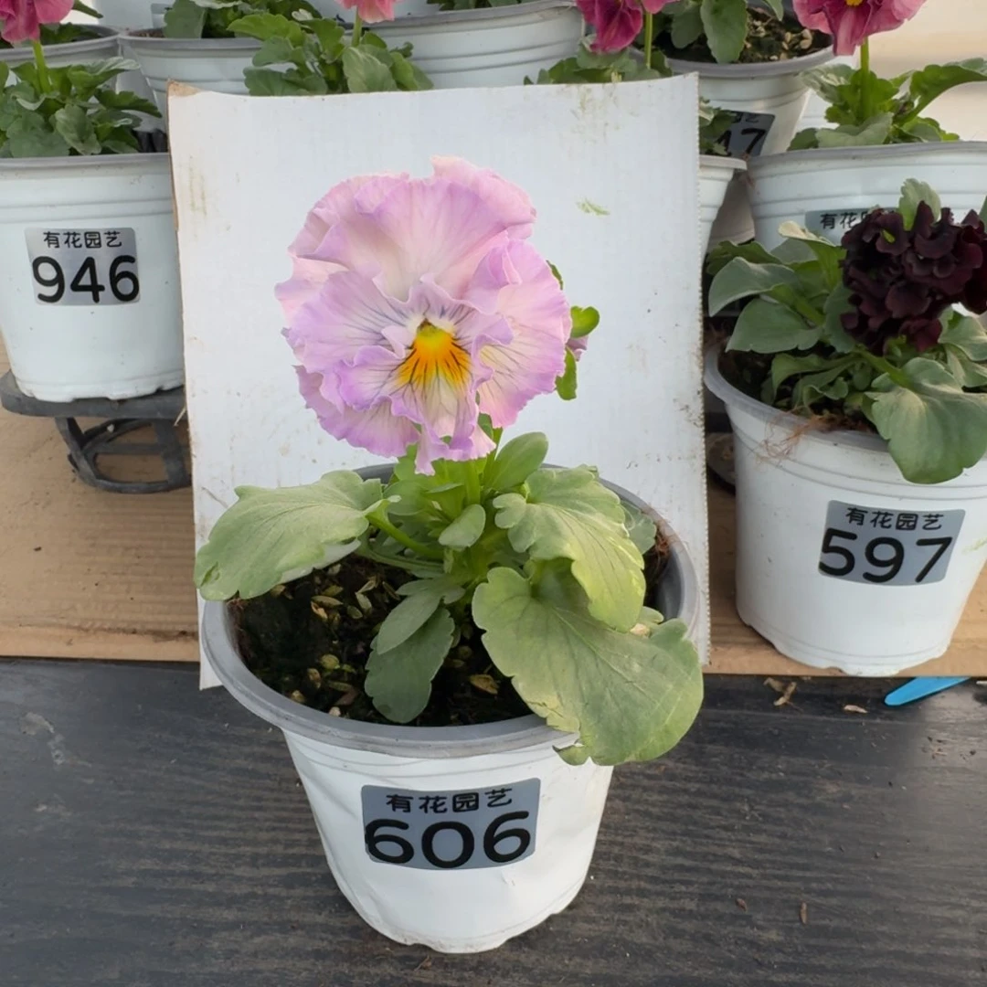 全部花朵606号角堇