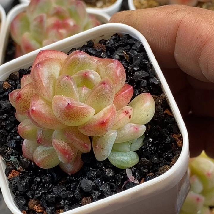 天官赐福百无禁忌