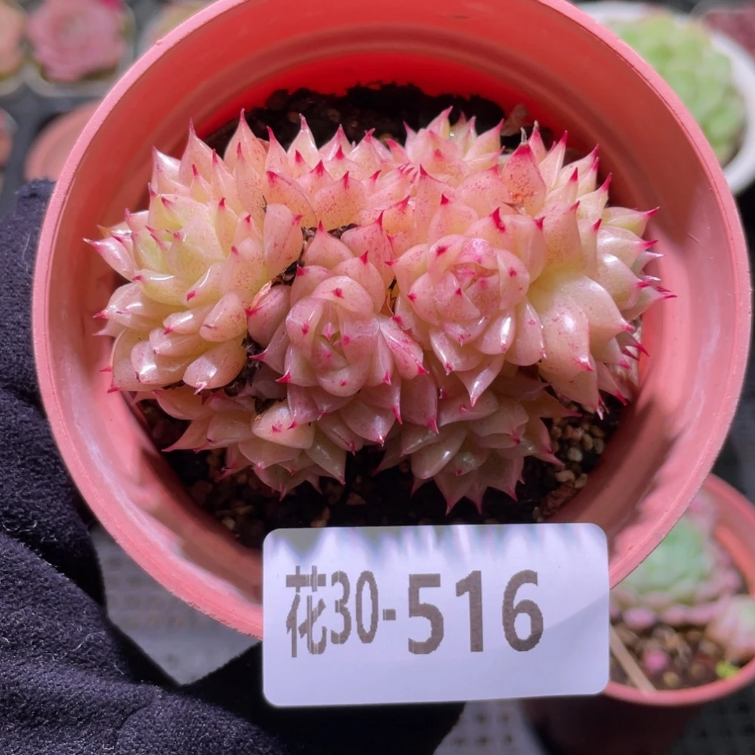 花利美30-516麦秆