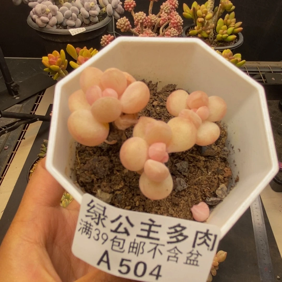 504萤火虫多肉4c m