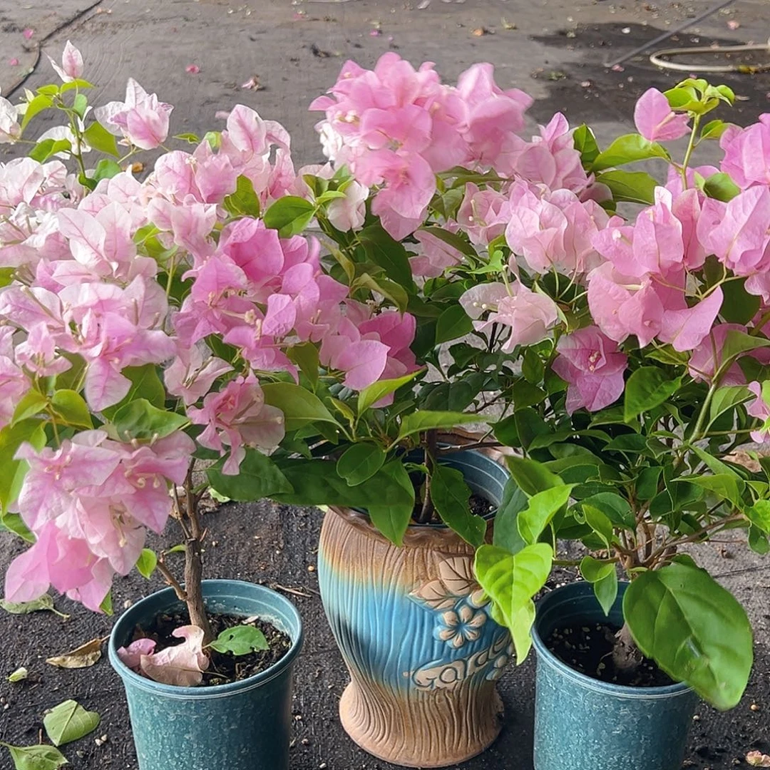 当前无花栽培后可以开花广红樱掌中宝一棵