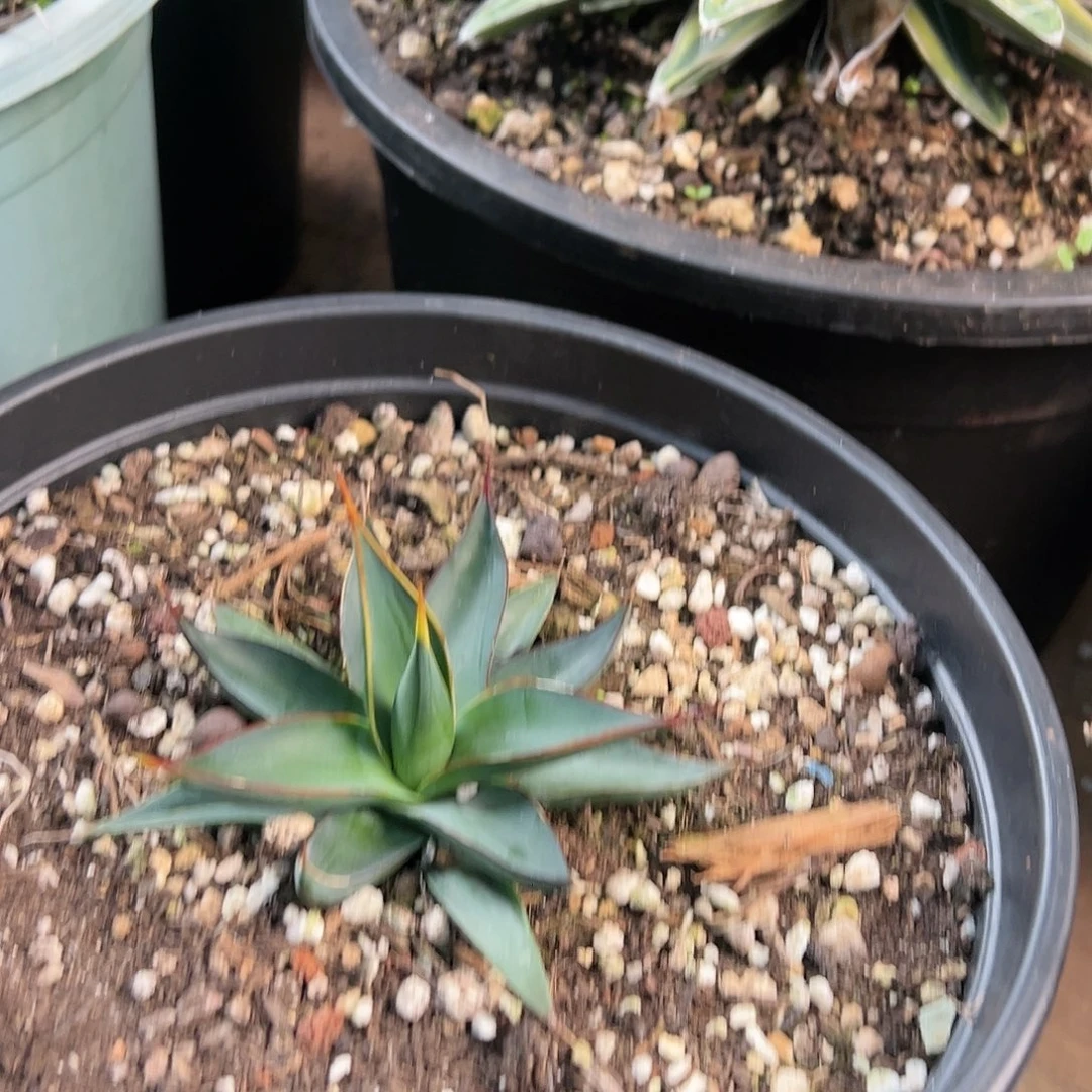 无花朵多肉植物魔针优选