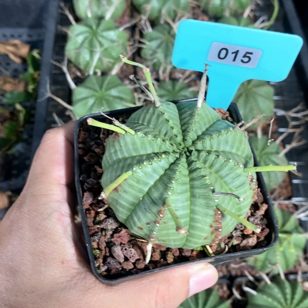 法丽达多肉植物一个
