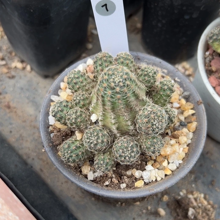 蓝***87号胡萝卜中间丽花群生