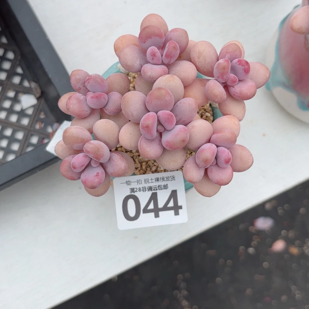 时***好 糖果桃蛋无盆土发货