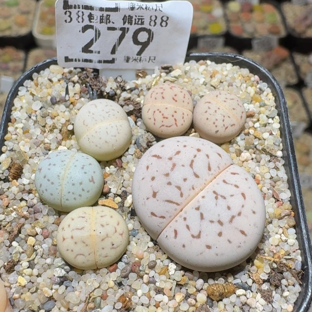 Ssss精品生石花279