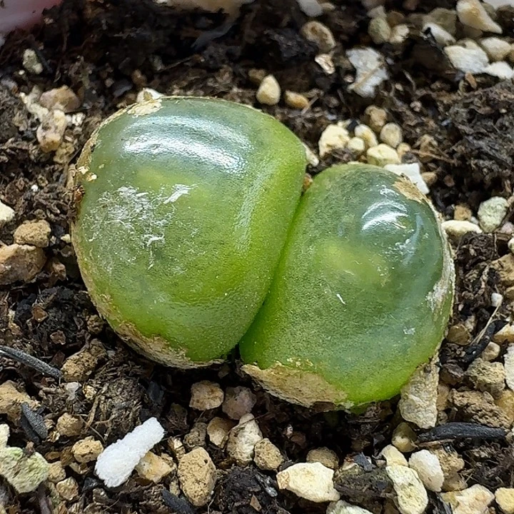 老马生石花双头灯泡2553