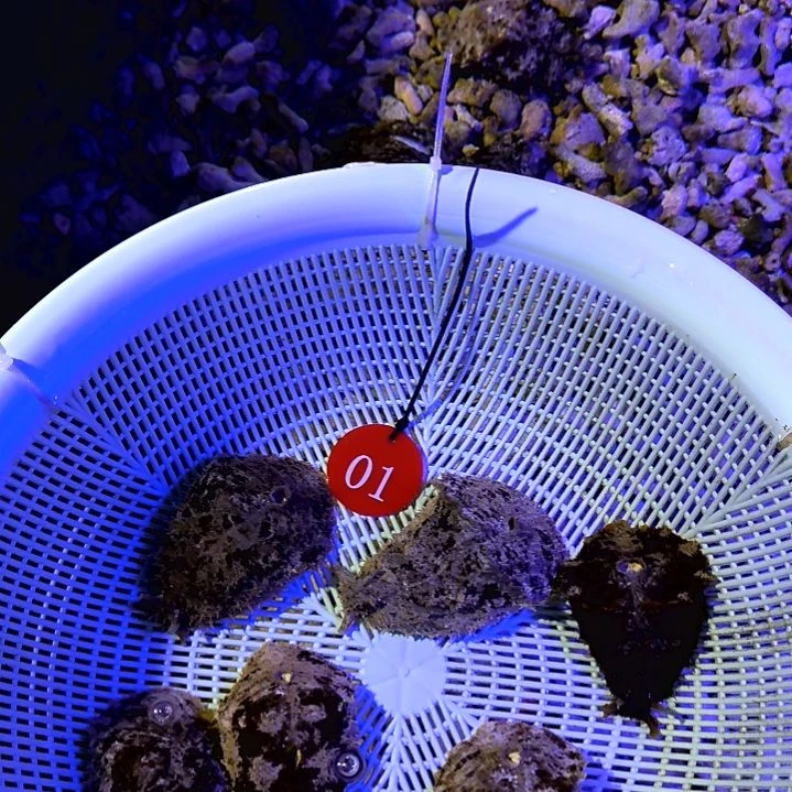 海猪两个30一个海葵缸01