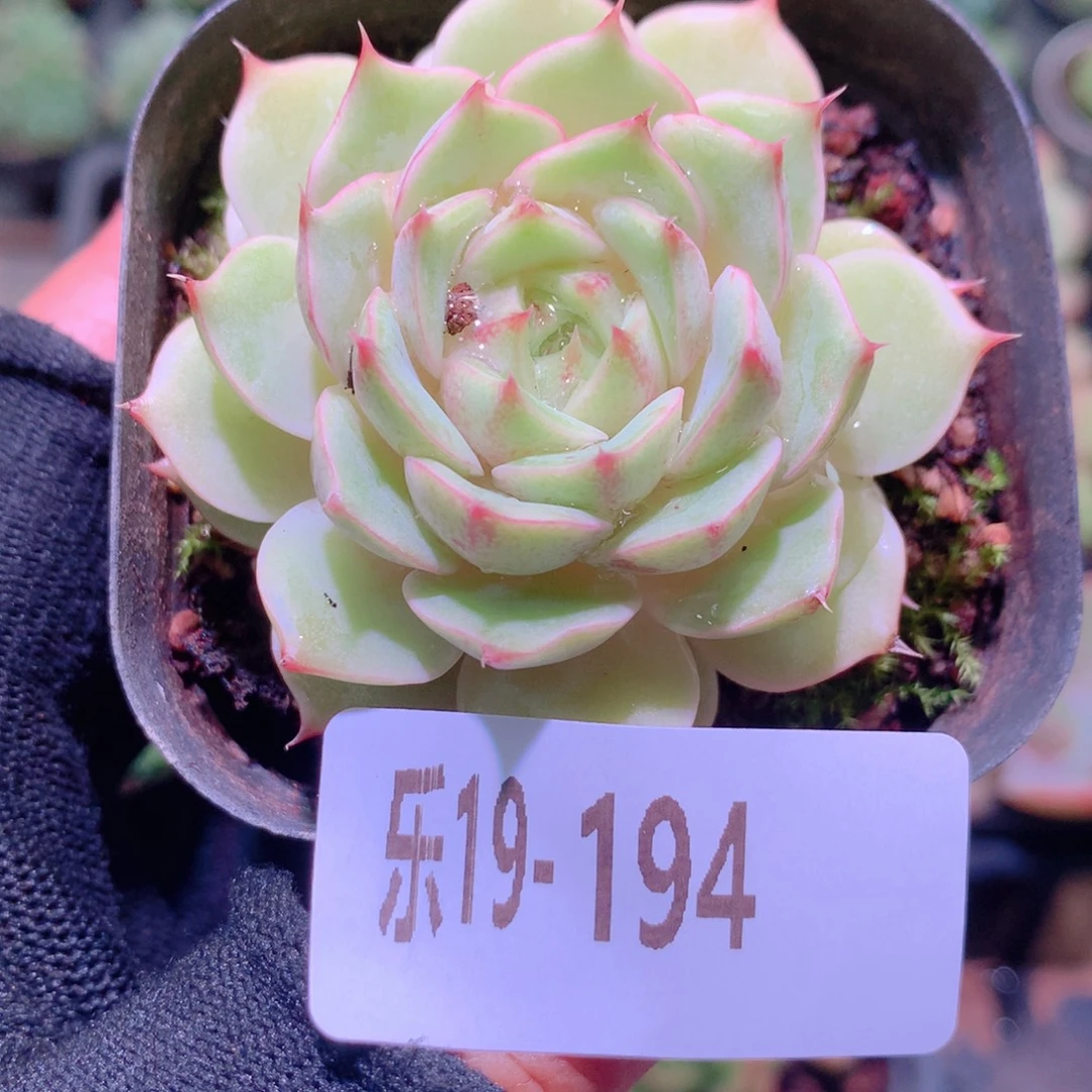 乐然19-194 苯巴蒂斯