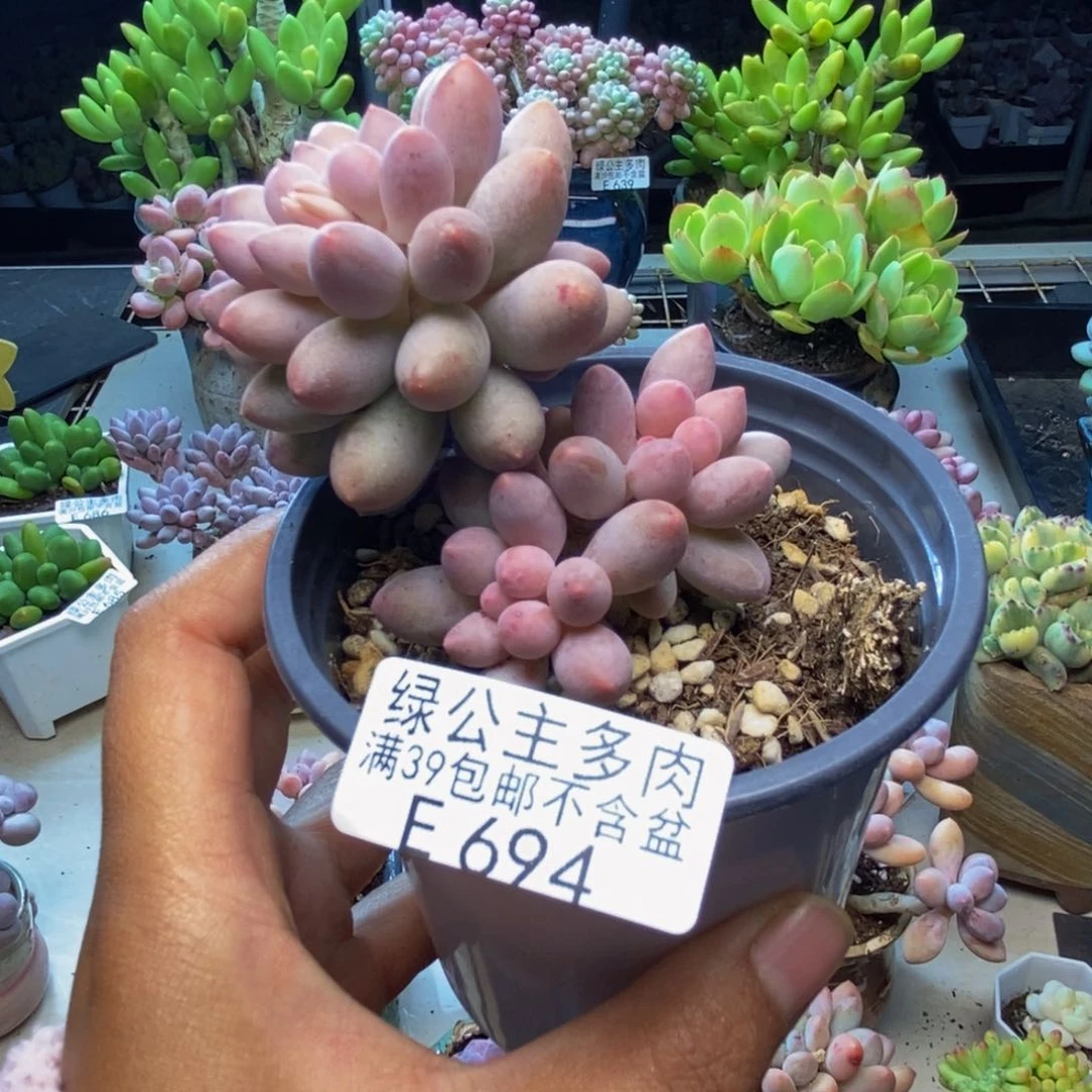694香水手指奶多肉7c m