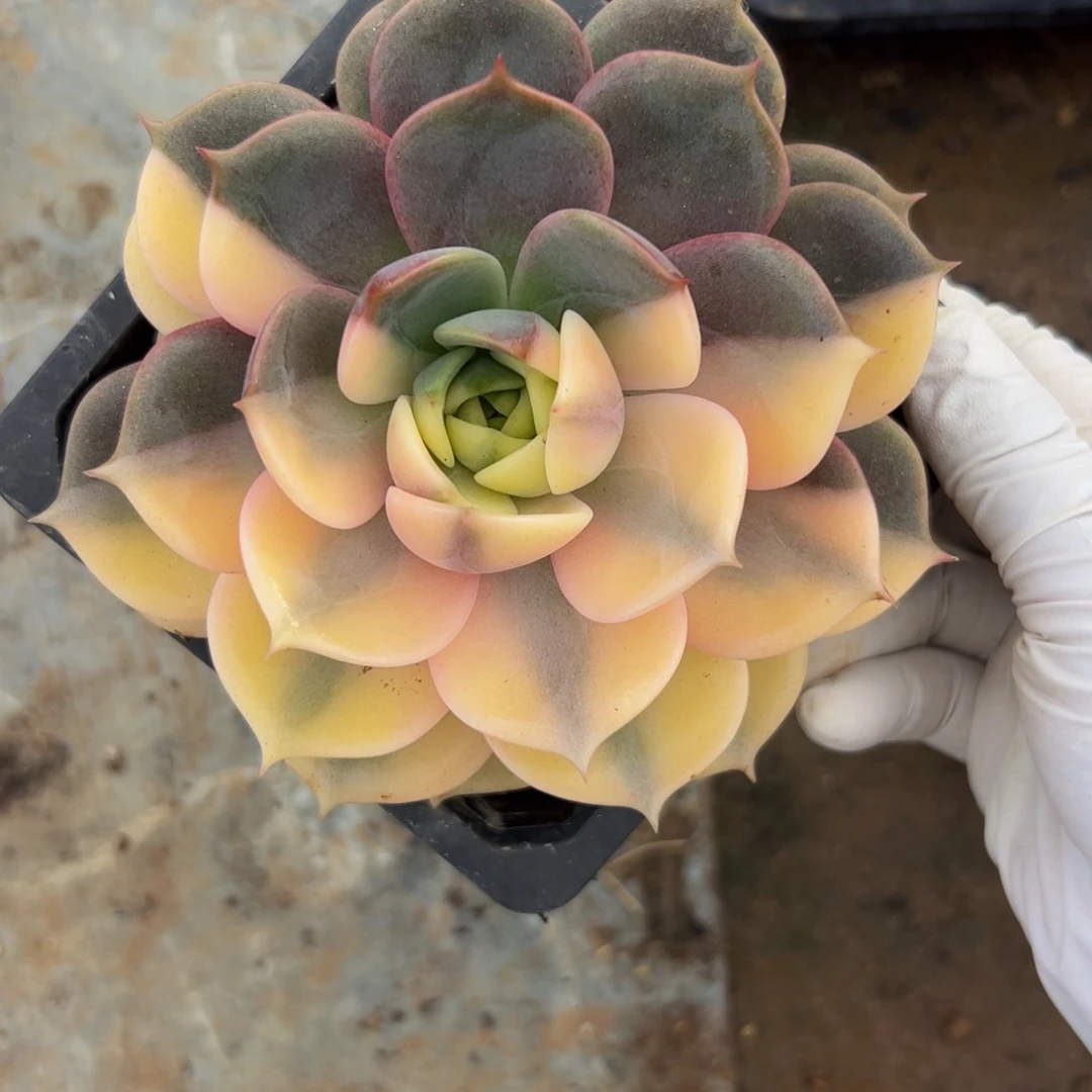 贝加尔湖锦多肉植物
