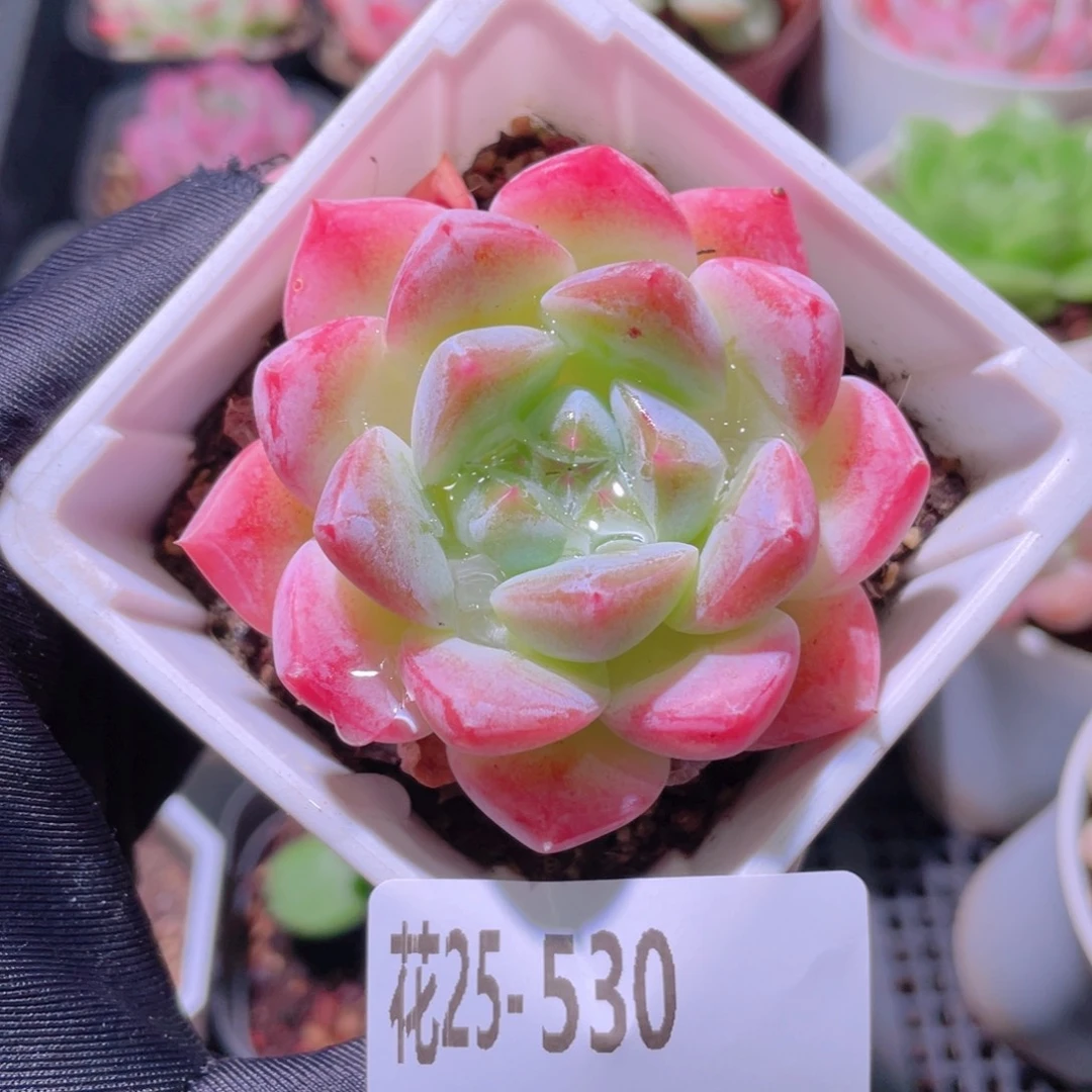 花利美25-530新品