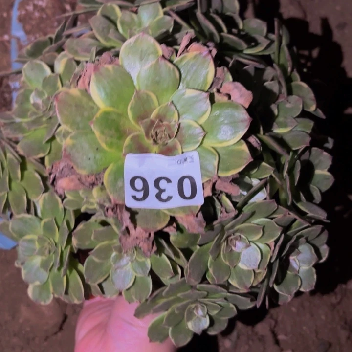 036半夏多肉植物不售后