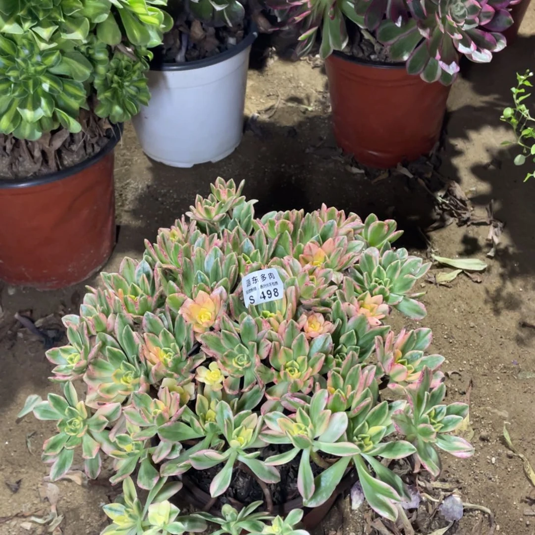 498甜茶多肉法师断枝不包