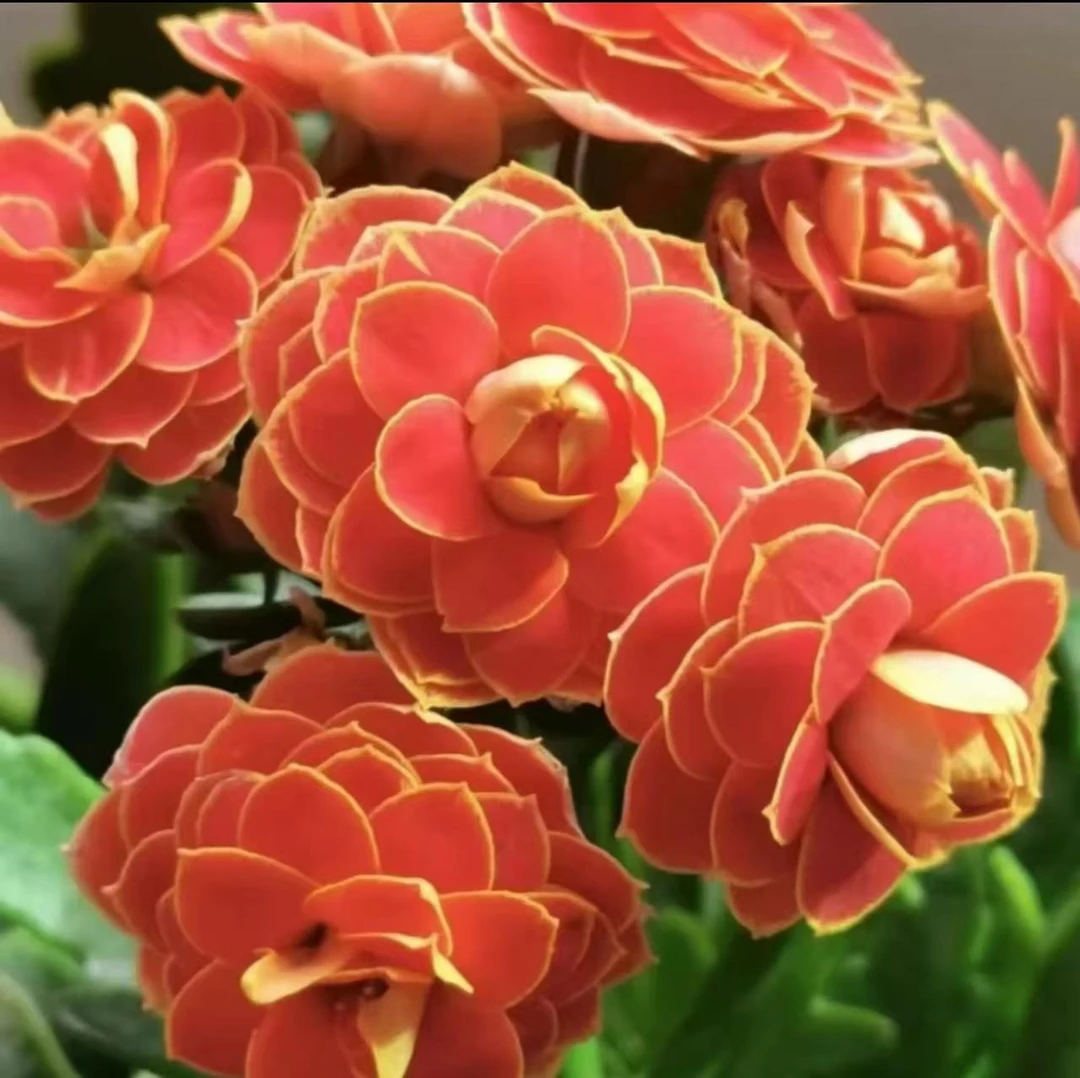 《金狐狸》130盆长寿花