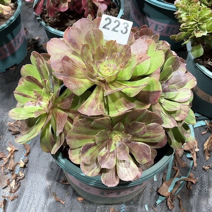 花月夜223   冠幅23