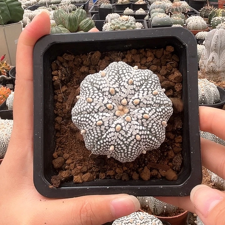 5.6cm一物一拍奇迹