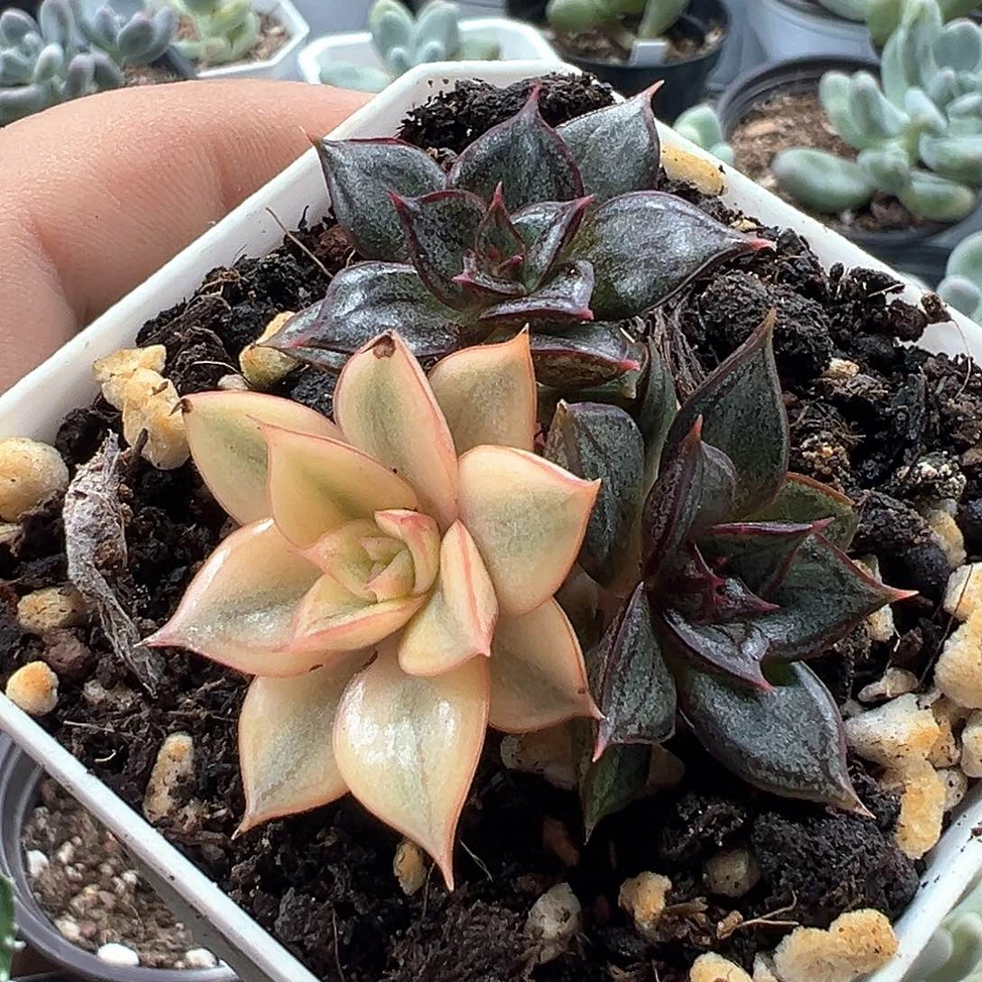麒麟座锦小方花圃一物一拍