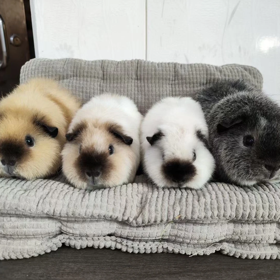 荷兰猪豚鼠美国泰迪加州美泰荷兰猪弟弟妹妹