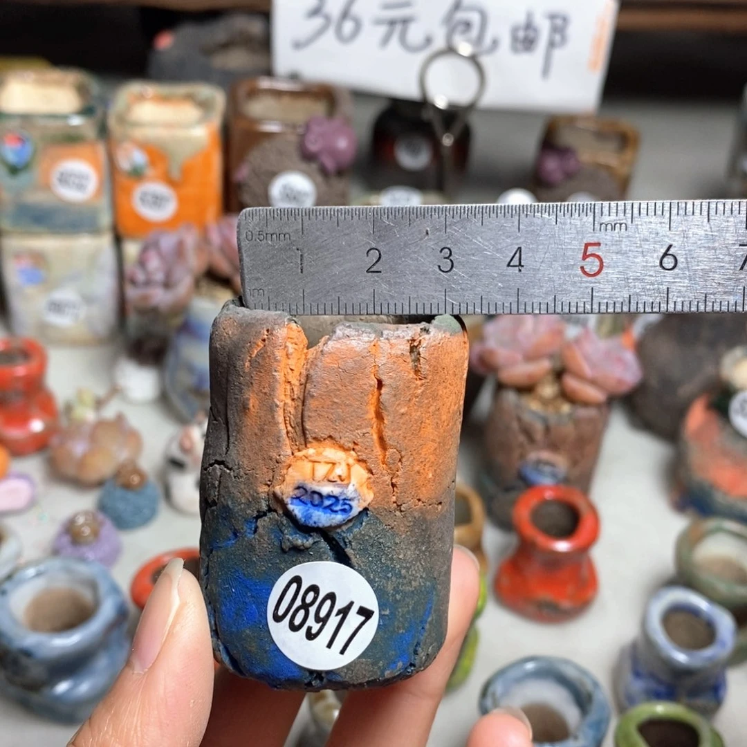 多肉花盆拍3送一个小礼物